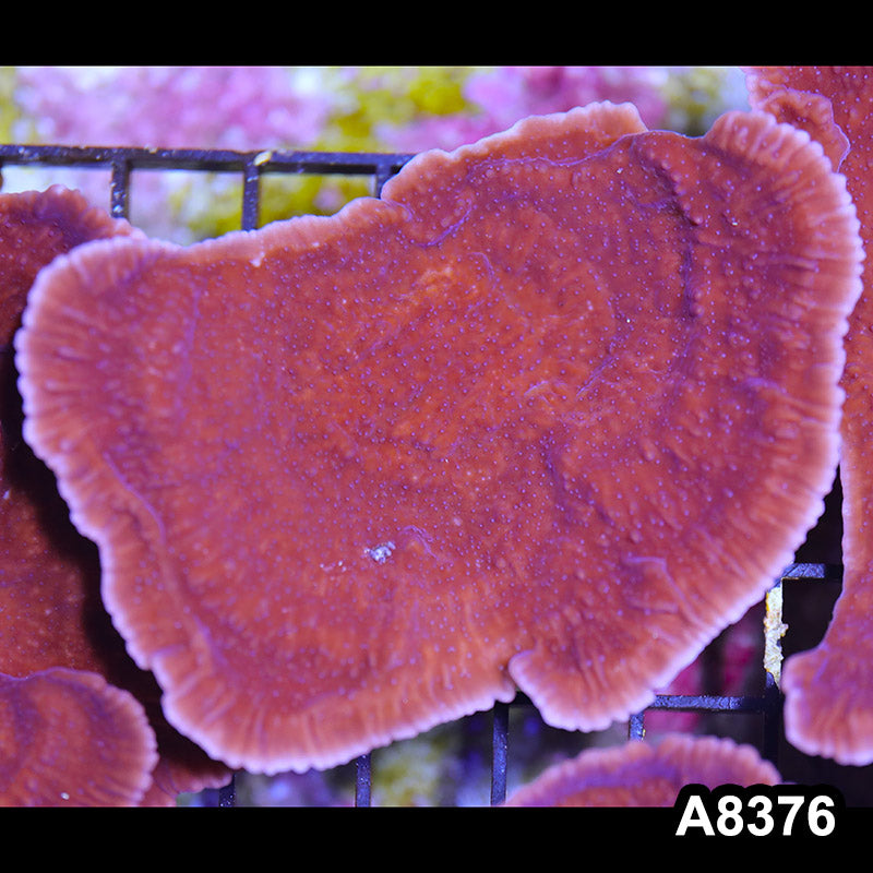 Item#A8376SP8376(M) WYSIWYG Cultured Purple Montipora Cap. Mini Colony