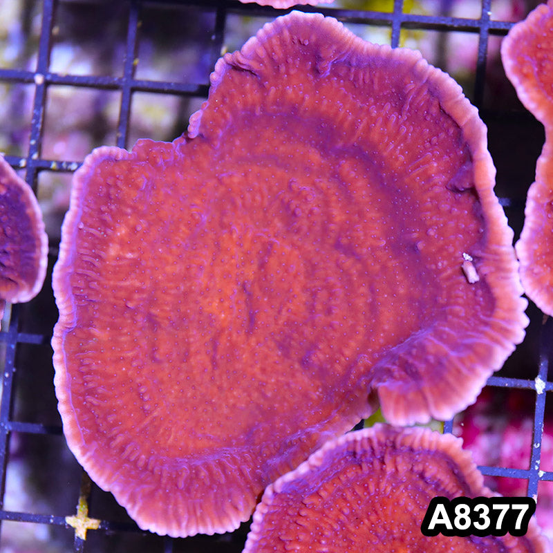 Item#A8377SP8377(M) WYSIWYG Cultured Purple Montipora Cap. Mini Colony