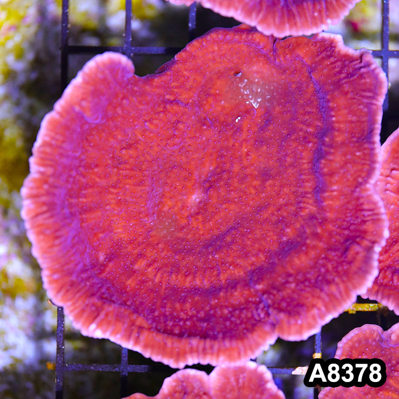 Item#A8378SP8378(M) WYSIWYG Cultured Purple Montipora Cap. Mini Colony