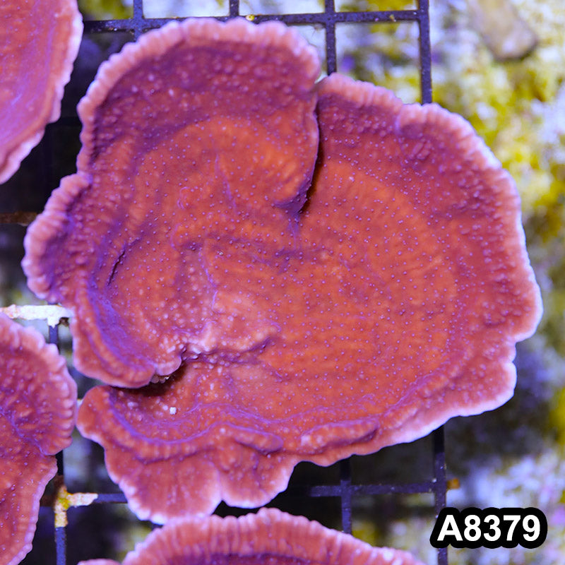 Item#A8379SP8379(M) WYSIWYG Cultured Purple Montipora Cap. Mini Colony