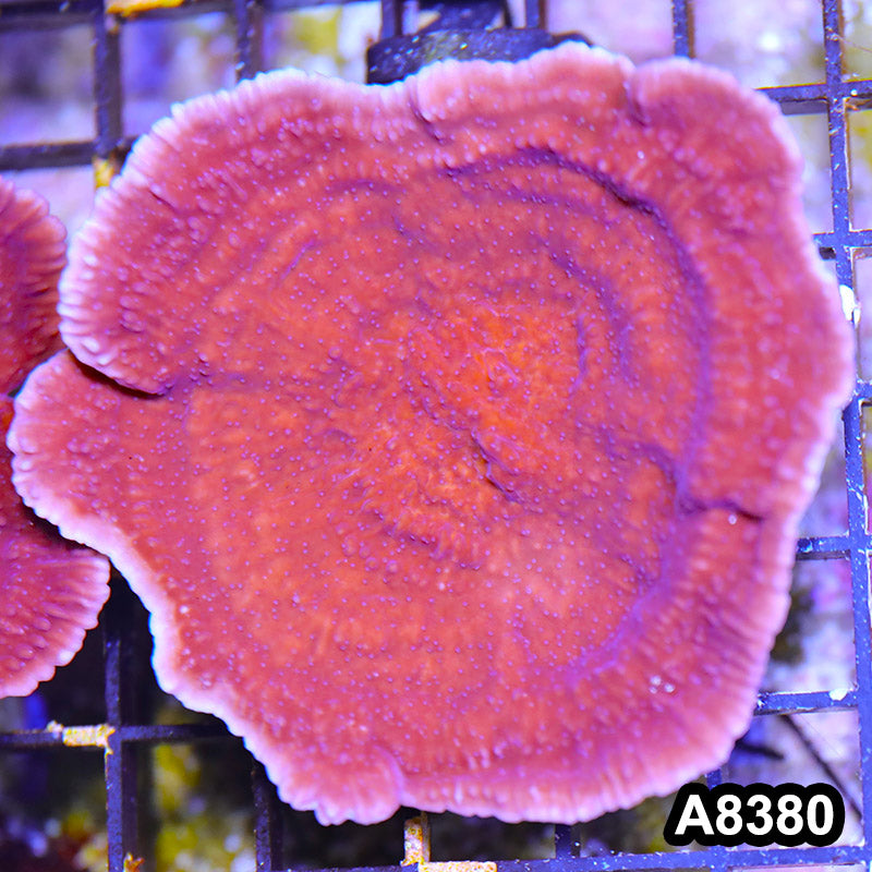 Item#A8380SP8380(M) WYSIWYG Cultured Purple Montipora Cap. Mini Colony