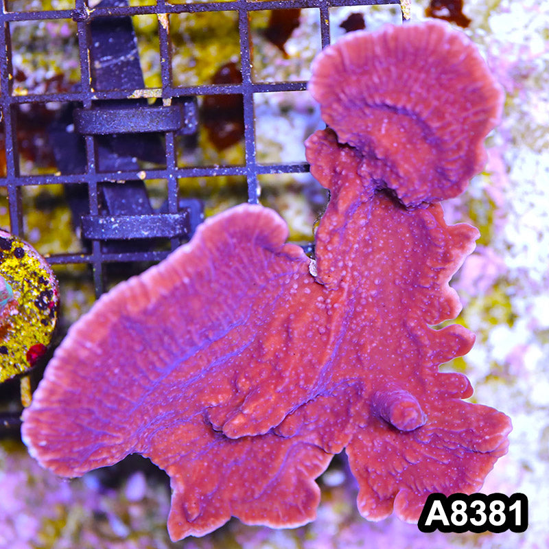 Item#A8381SP8381(M) WYSIWYG Cultured Purple Montipora Cap. Mini Colony