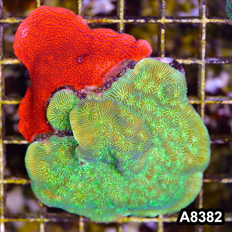 Item#A8382SP8382(M) WYSIWYG Cultured Leptoseris Montipora Combo Mini Colony