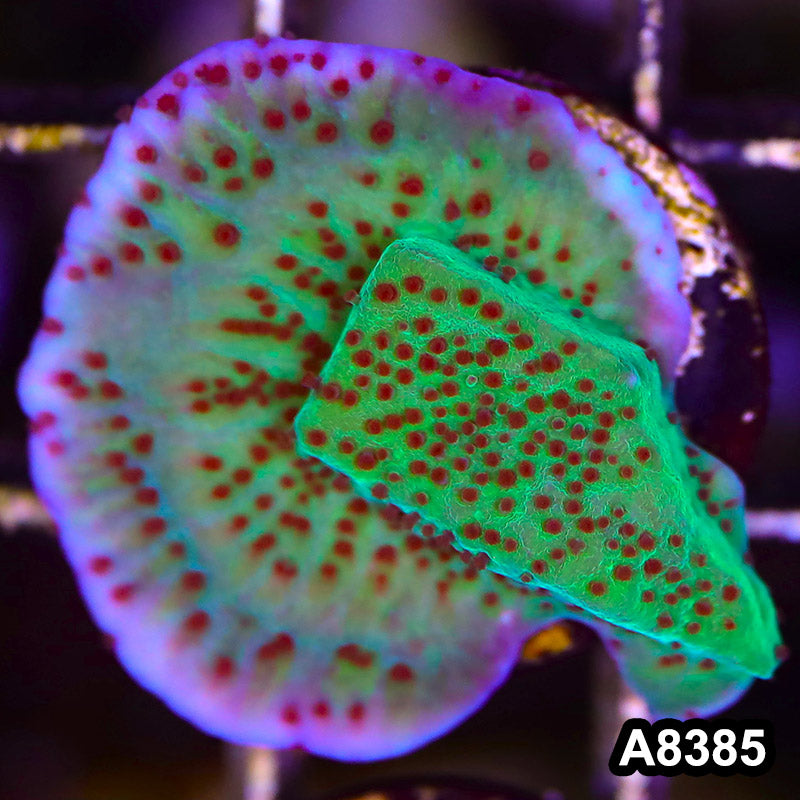 Item#A8385SP8385(S) WYSIWYG Cultured Jedi Mindtrick Montipora Frag