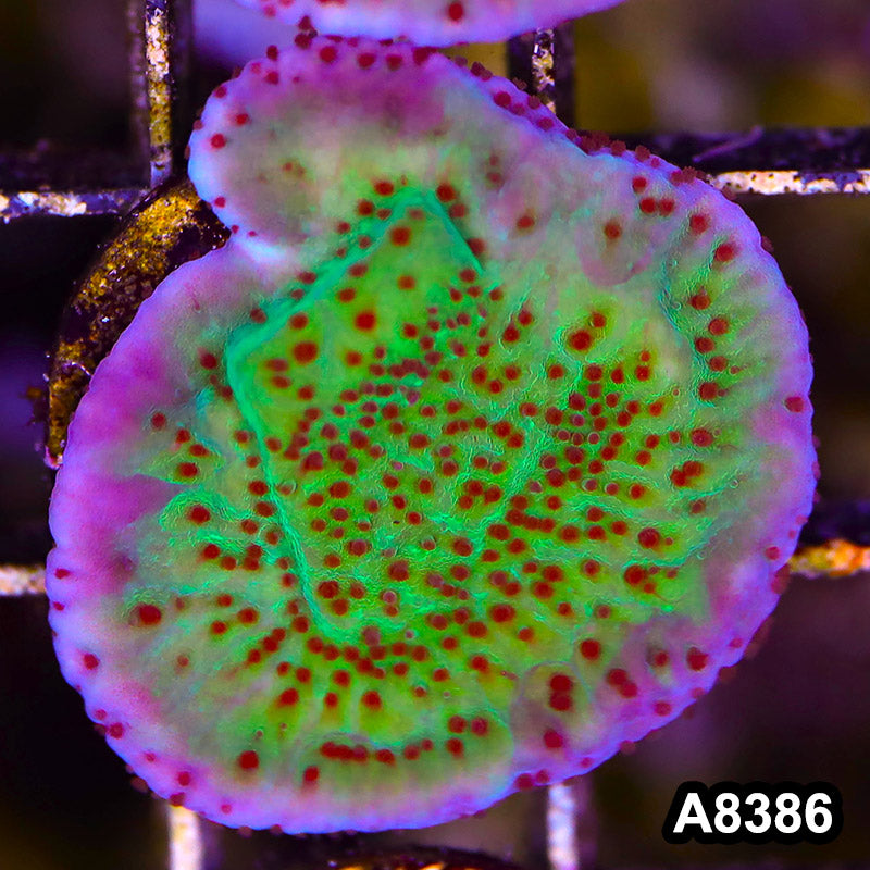 Item#A8386SP8386(S) WYSIWYG Cultured Jedi Mindtrick Montipora Frag