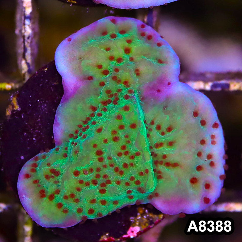 Item#A8388SP8388(S) WYSIWYG Cultured Jedi Mindtrick Montipora Frag