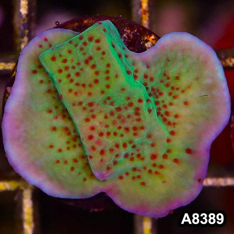 Item#A8389SP8389(S) WYSIWYG Cultured Jedi Mindtrick Montipora Frag