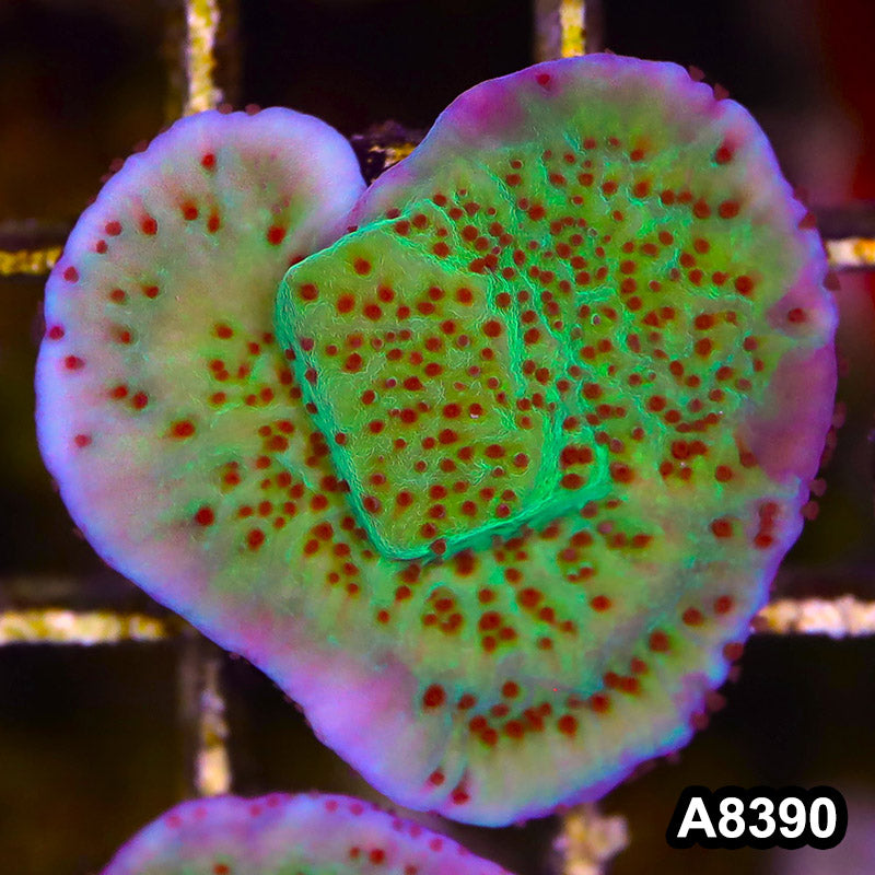 Item#A8390SP8390(S) WYSIWYG Cultured Jedi Mindtrick Montipora Frag