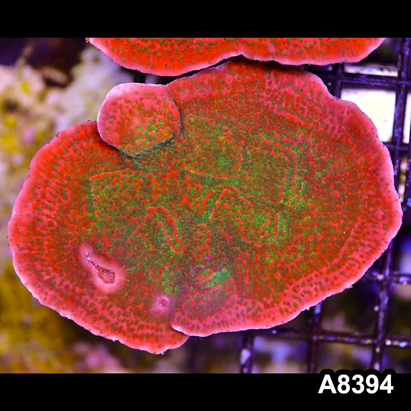 Item#A8394SP8394(M) WYSIWYG Cultured Tropic Thunder Montipora Colony