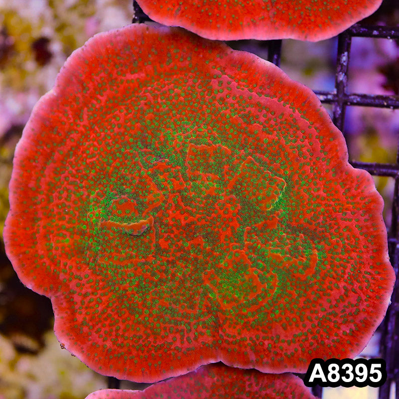 Item#A8395SP8395(M) WYSIWYG Cultured Tropic Thunder Montipora Colony