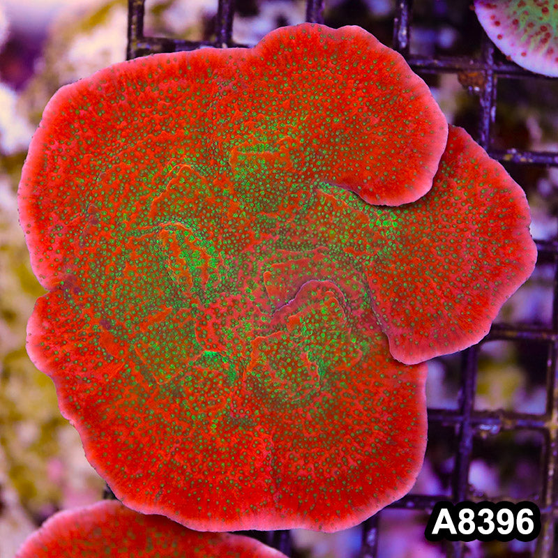 Item#A8396SP8396(M) WYSIWYG Cultured Tropic Thunder Montipora Colony