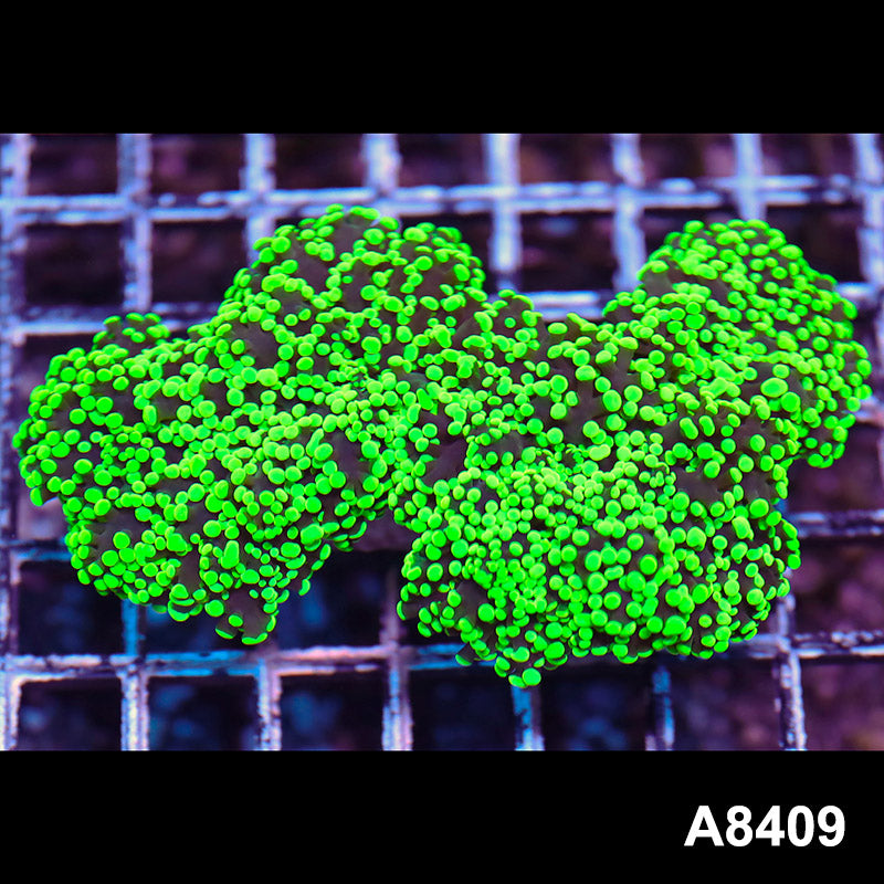 Item#A8409LW8409(M) WYSIWYG Aussie Ultra Neon Wall Frogspawn Colony