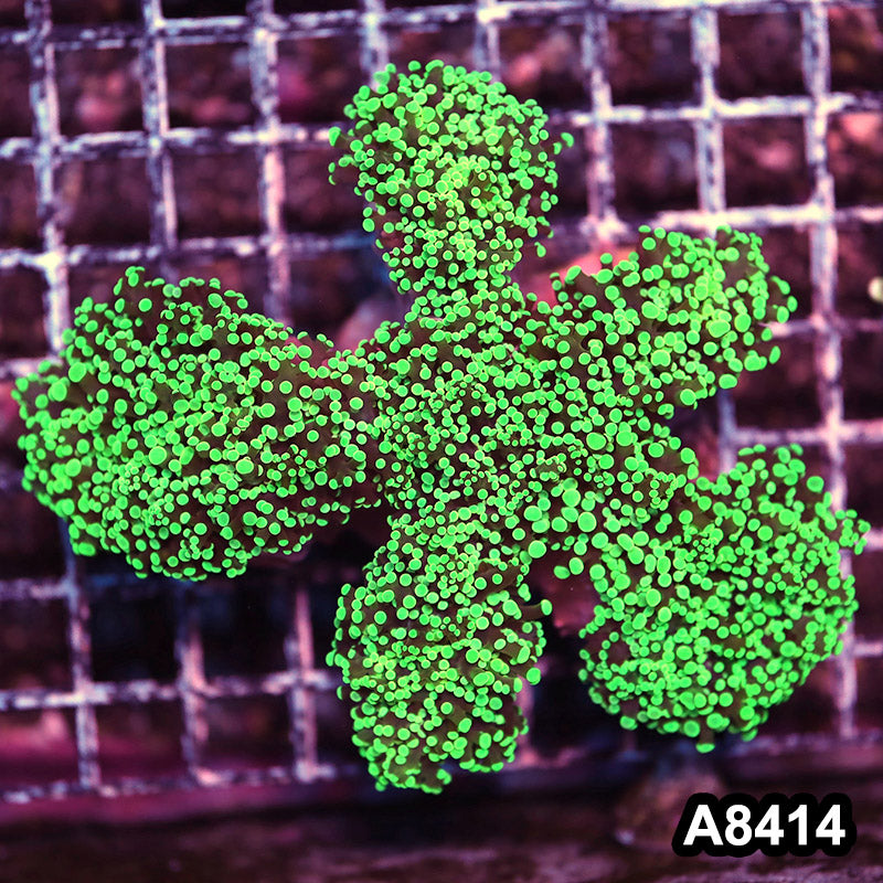 Item#A8414LW8414(M) WYSIWYG Aussie Ultra Wall Frogspawn Colony