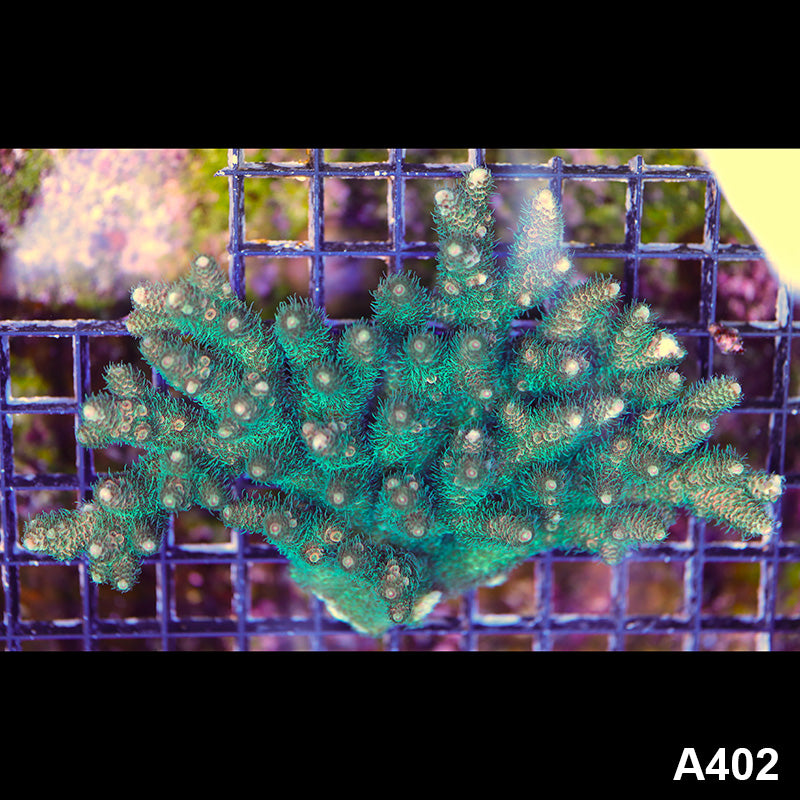 Item#A402SP0402(L) WYSIWYG Aussie Ultra Acropora Millipora Colony