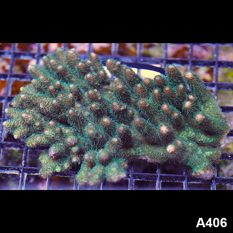 Item#A406SP0406(L) WYSIWYG Aussie Ultra Acropora Millipora Colony