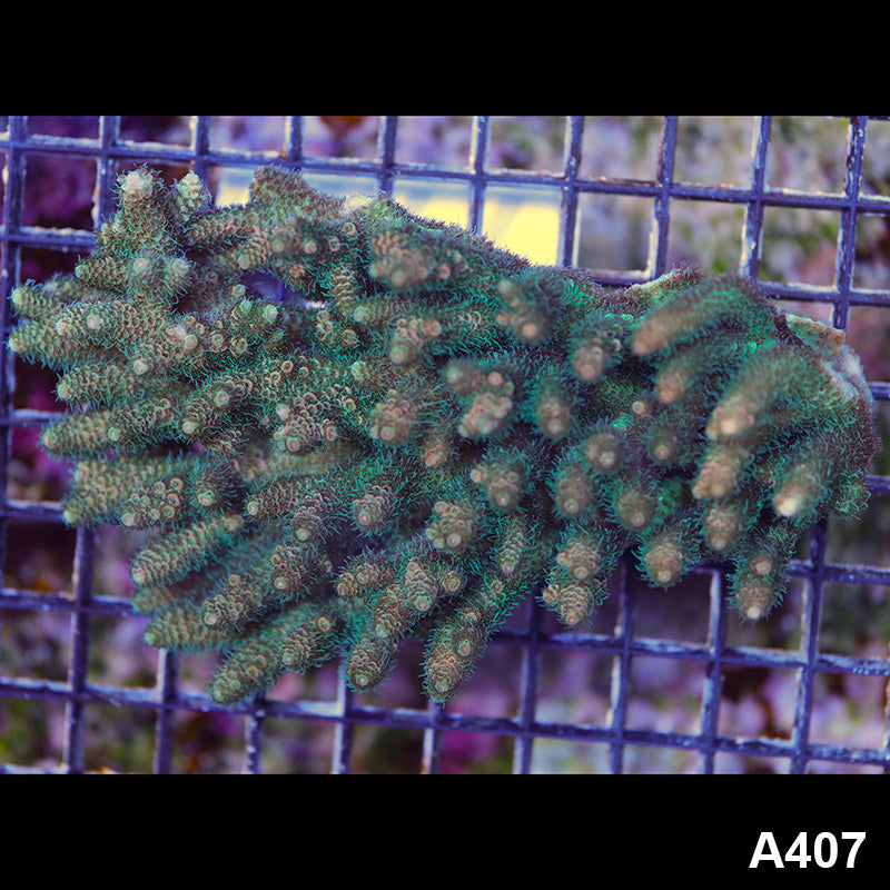 Item#A407SP0407(L) WYSIWYG Aussie Ultra Acropora Millipora Colony