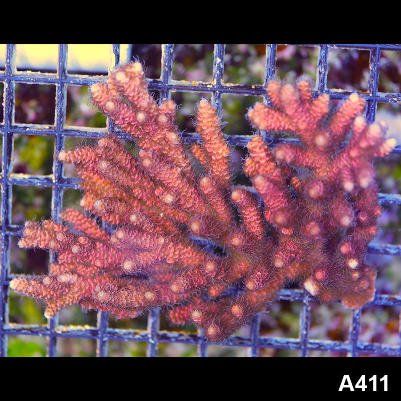 Item#A411SP0411(L) WYSIWYG Aussie Ultra Acropora Millipora Colony