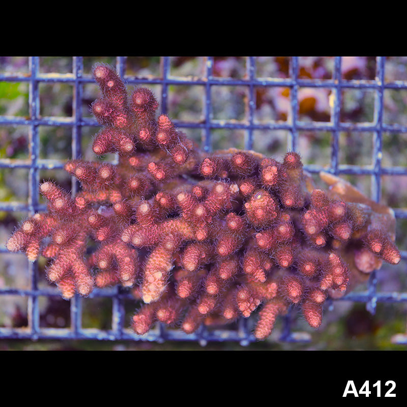 Item#A412SP0412(L) WYSIWYG Aussie Ultra Acropora Millipora Colony