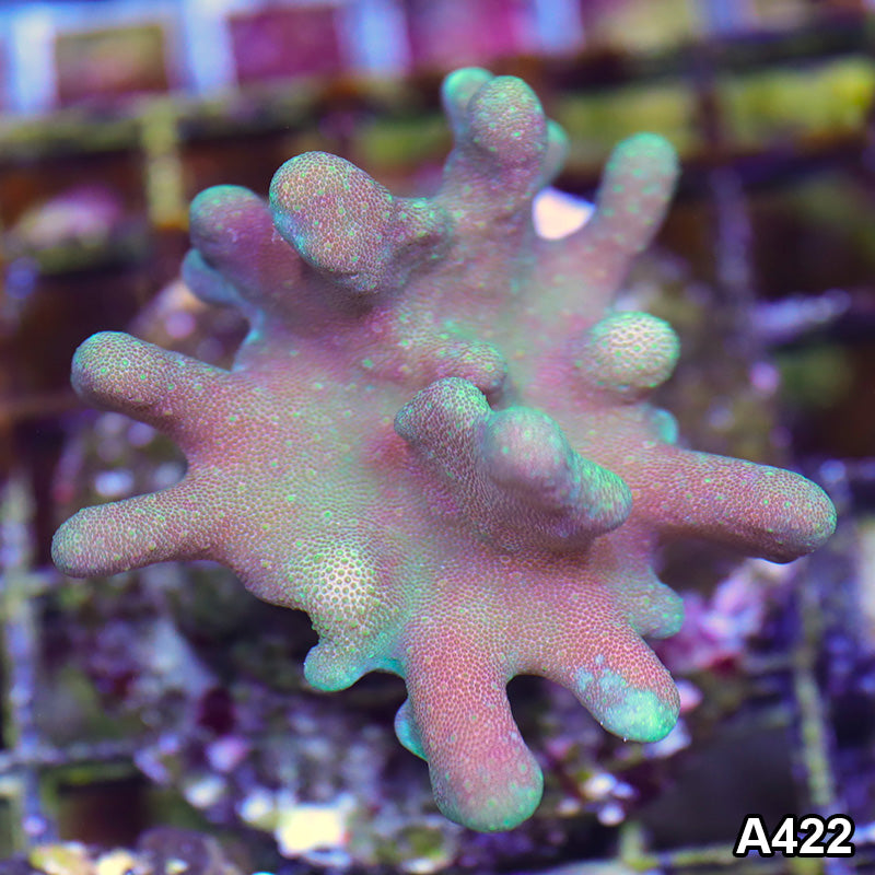Crown Leather Coral main image 0