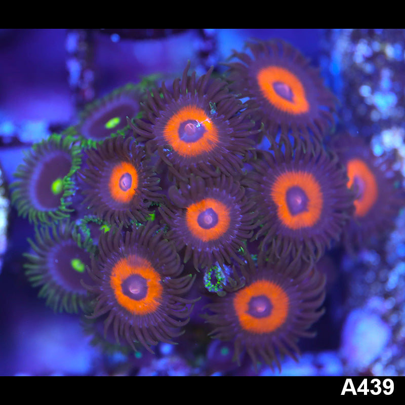Item#A439LP0439(S) WYSIWYG Indo Ultra Zoanthid Combo
