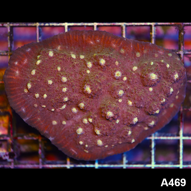 Item#A483IN0483(M) WYSIWYG Aussie Ultra Green Rhodactis Mushroom