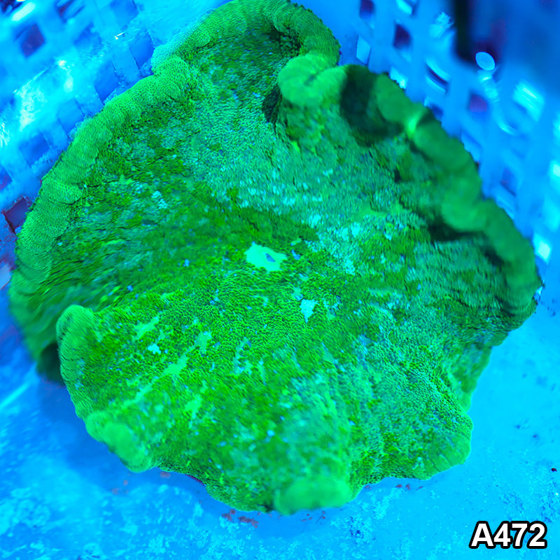 Item#A485IN0485(M) WYSIWYG Aussie Ultra Green Rhodactis Mushroom