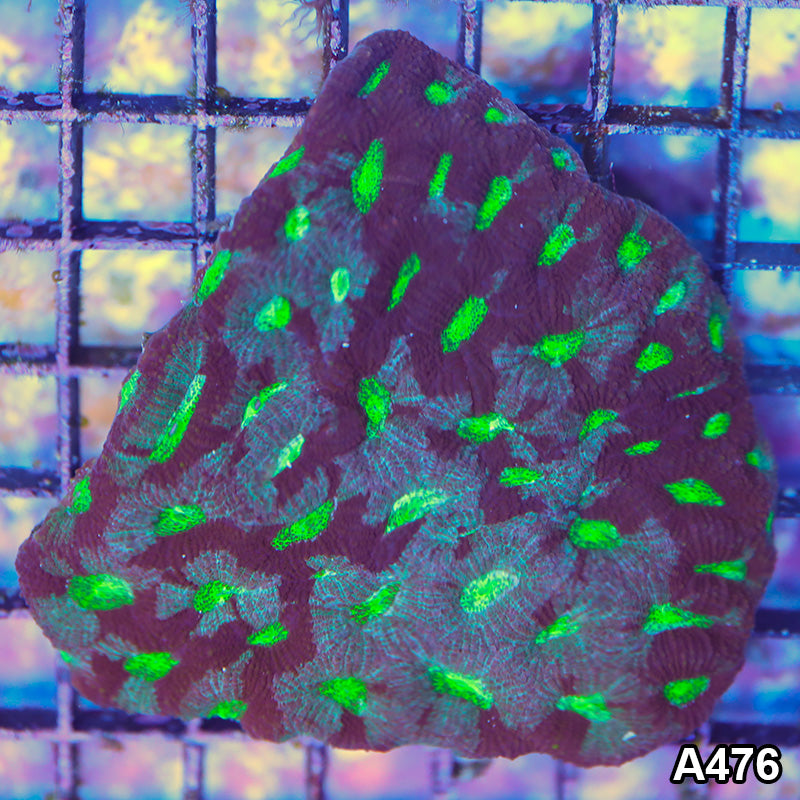 Item#A488IN0488(M) WYSIWYG Aussie Ultra Green Rhodactis Mushroom