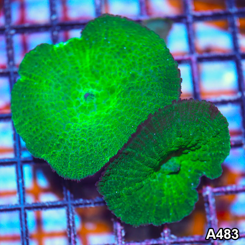 Item#A492IN0492(L) WYSIWYG Aussie Ultra Rhodactis Mushroom Colony