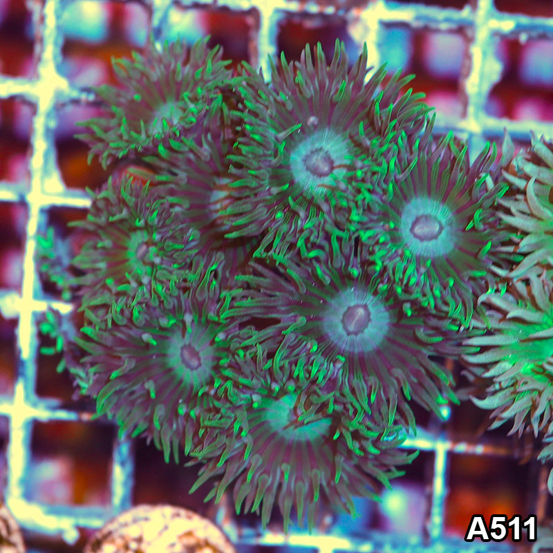 Item#A520IN0520(L) WYSIWYG Aussie Ultra War Coral Colony