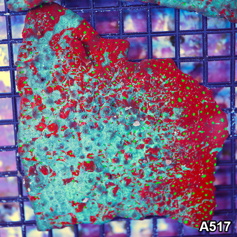 Item#A527IN0527(M) WYSIWYG Aussie Ultra Chalice Colony