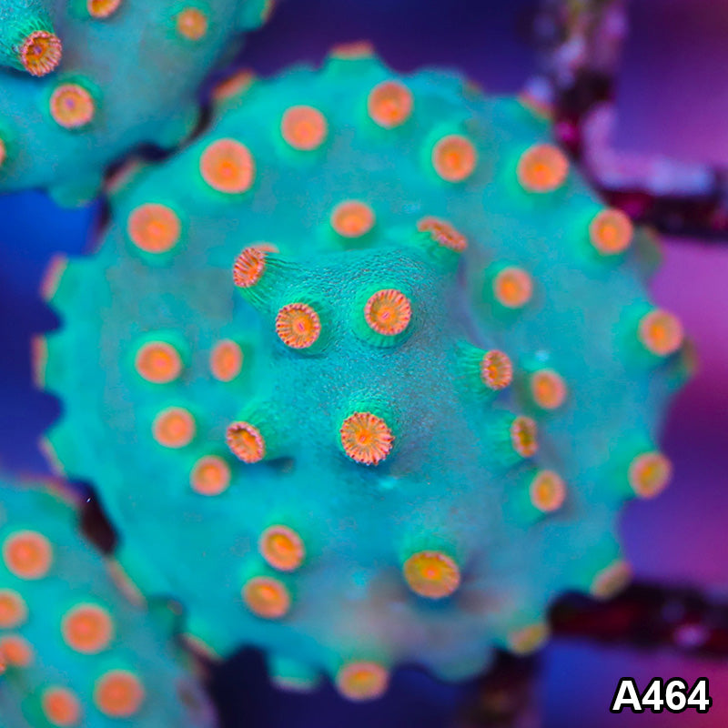 Item#A464IN0464(S) Cultured Meteor Shower Cyphastrea Frag