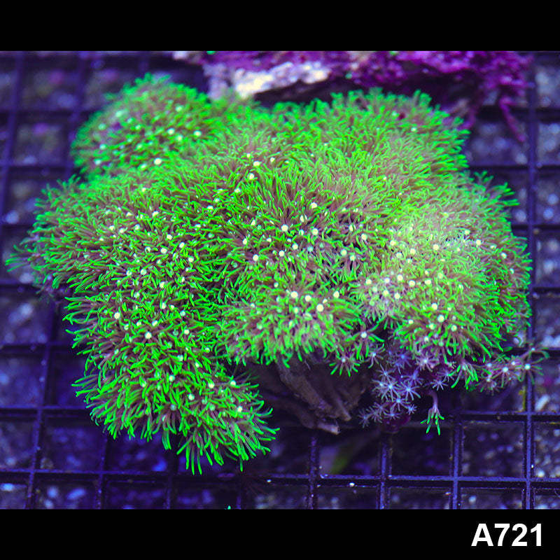 Item#A721RW0721(M) WYSIWYG Indo Ultra Green Star Polyp Colony