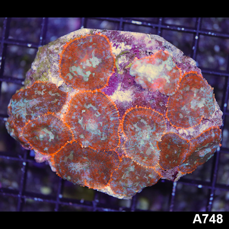 Item#A748RW07480(M) WYSIWYG Indo Ultra Rhodactis Mushroom Colony