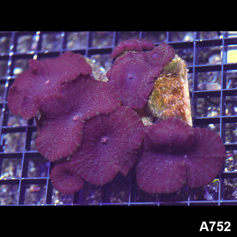 Item#A752RW0752(M) WYSIWYG Indo Ultra Unique Discosoma Mushroom Colony