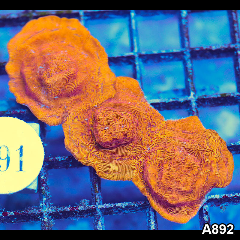 Item#A892LP0892(S) WYSIWYG Cultured Orange Leptoseris 3pc Frag Pack