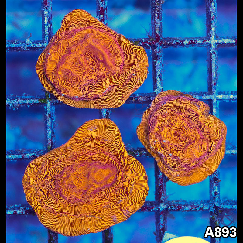 Item#A893LP0893(S) WYSIWYG Cultured Orange Leptoseris 3pc Frag Pack