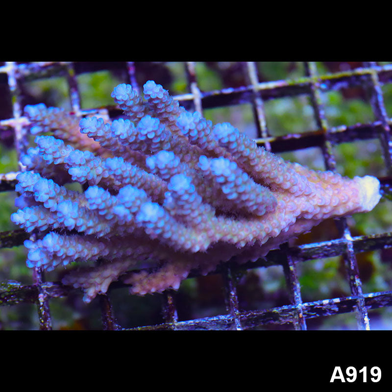 Item#A919SP0919(M) WYSIWYG Aussie Ultra Blue Tip Acropora Colony