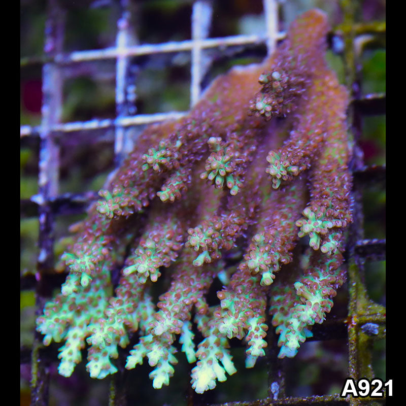 Item#A921SP0921(M) WYSIWYG Aussie Ultra Strawberry Short Cake Acropora Colony