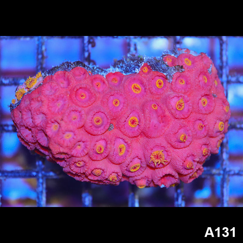 Item#A131IN1131(M) WYSIWYG Aussie Ultra Sun Coral Colony