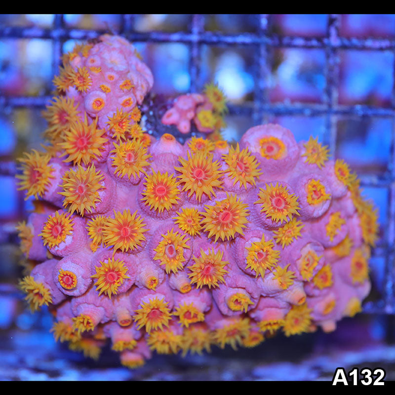 Item#A132IN1132(M) WYSIWYG Aussie Ultra Sun Coral Colony