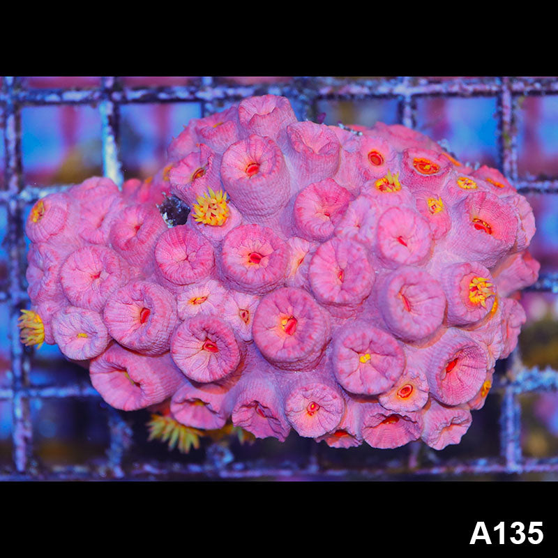 Item#A135IN1135(M) WYSIWYG Aussie Ultra Sun Coral Colony