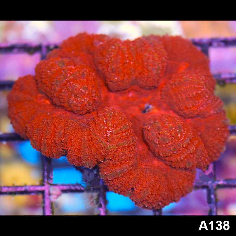 Item#A138IN1138(S) WYSIWYG Aussie Ultra Unique Red Symphyllia
