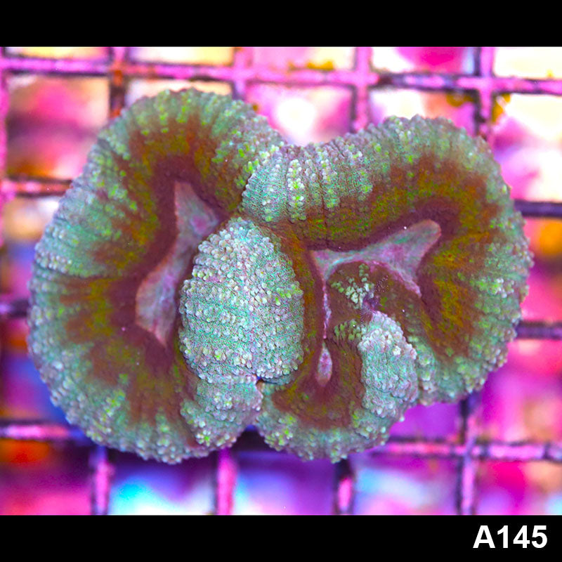 Item#A145IN1145(S) WYSIWYG Aussie Rainbow Lobophyllia