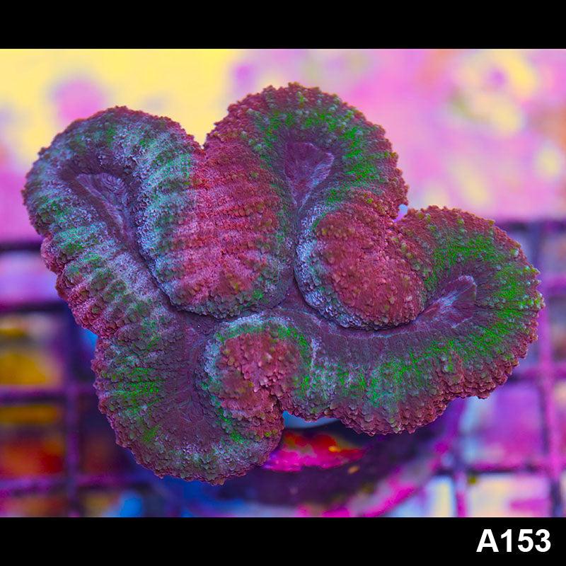Item#A153IN1153(S) WYSIWYG Aussie Rainbow Lobophyllia