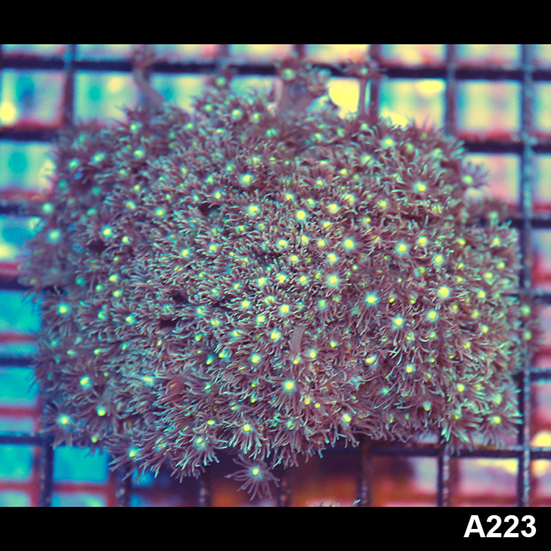 Item#A223IN1223(M) WYSIWYG Aussie Ultra Goniopora Colony
