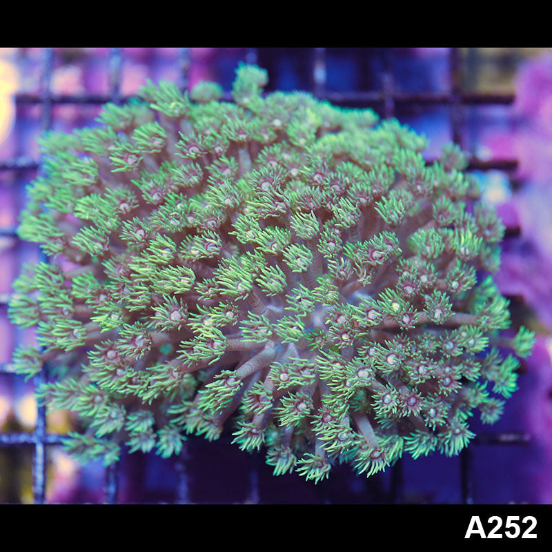 Item#A252IN1252(M) WYSIWYG Aussie Ultra Green Goniopora Colony
