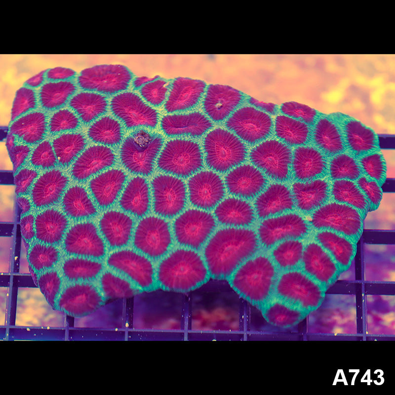 Item#A743IN9743(M) WYSIWYG Aussie Ultra Watermelon Favia Colony