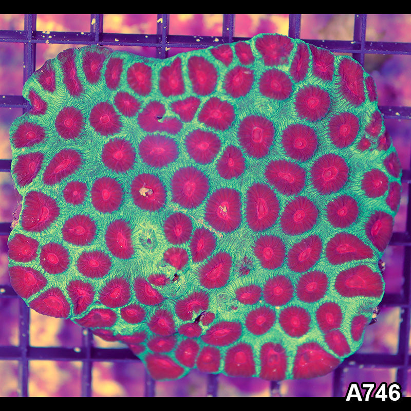 Item#A746IN9746(L) WYSIWYG Aussie Ultra Watermelon Favia Colony