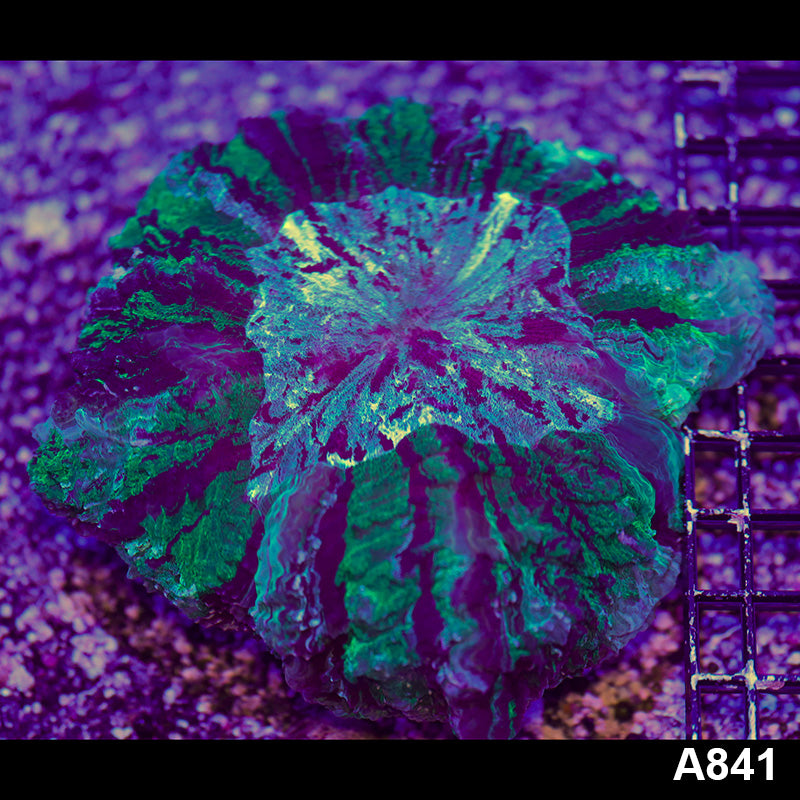 Item#A841RW9841(L) WYSIWYG Indo Ultra Green Acanthophyllia