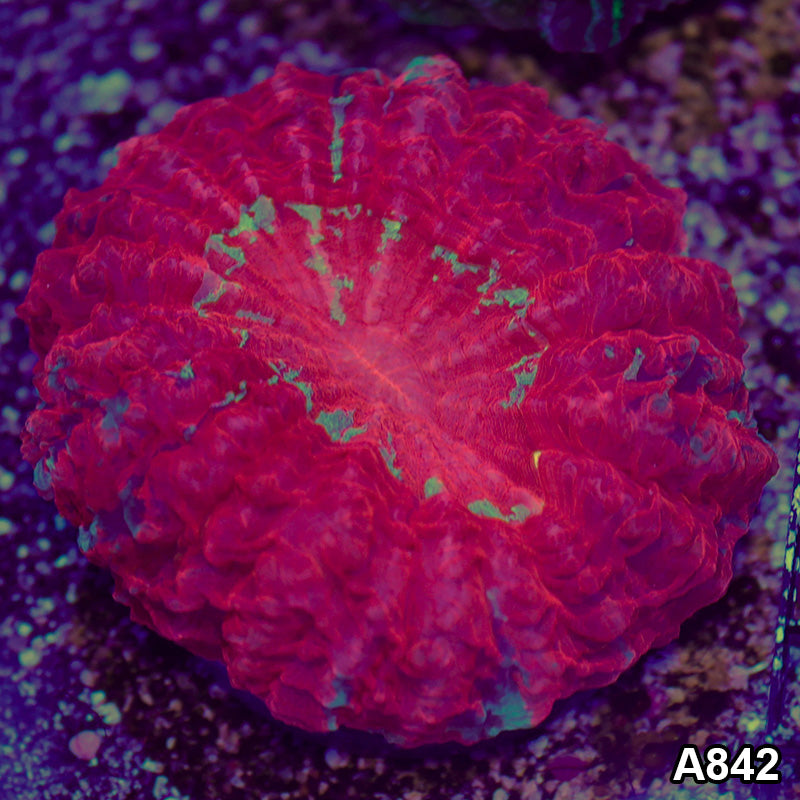 Item#A842RW9842(M) WYSIWYG Indo Ultra Red Acanthophyllia